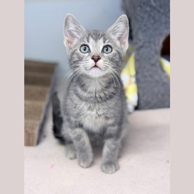 Photo of Nugget