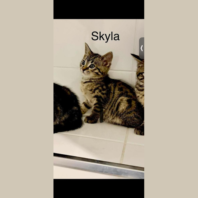 Photo of Skyla