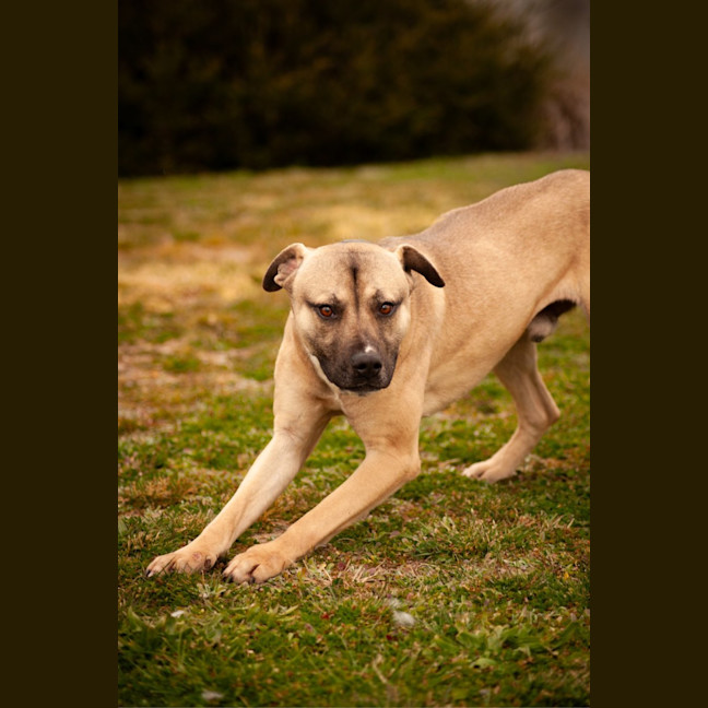 Photo of Banjo 
