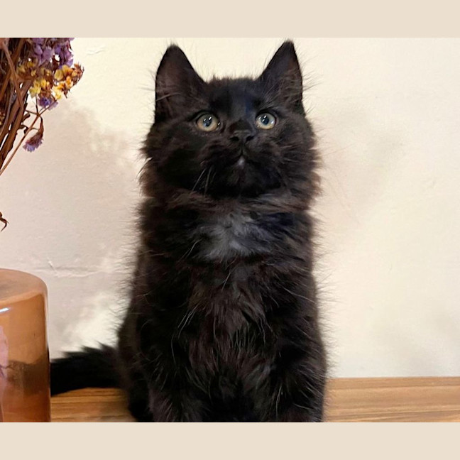 Photo of Tippy