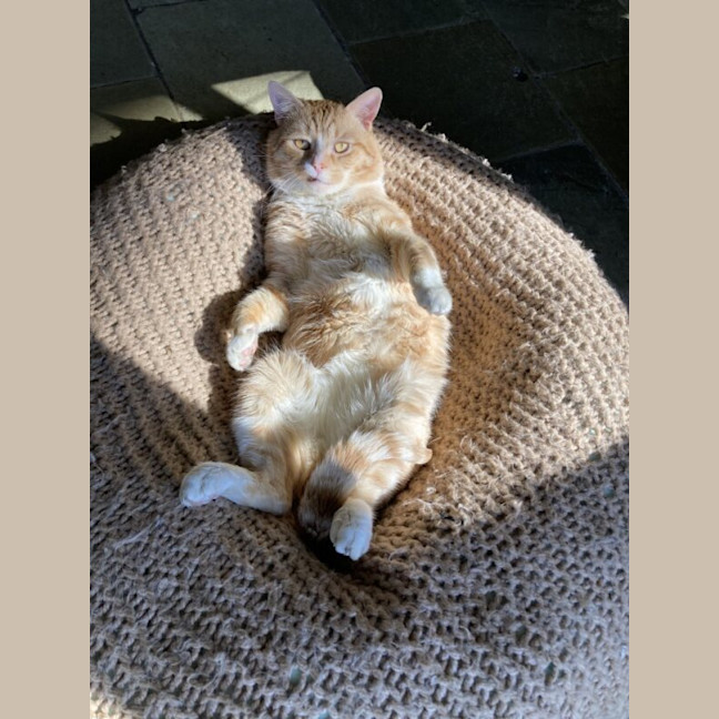 Photo of Bilbo Renamed To George