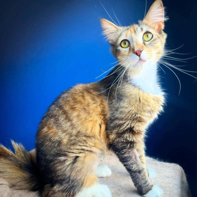 Photo of 13145   Rae