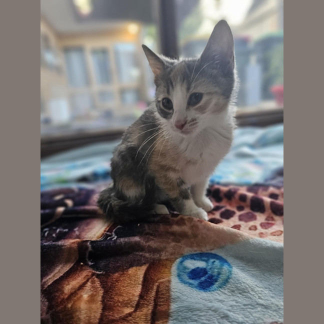 Photo of Turbo