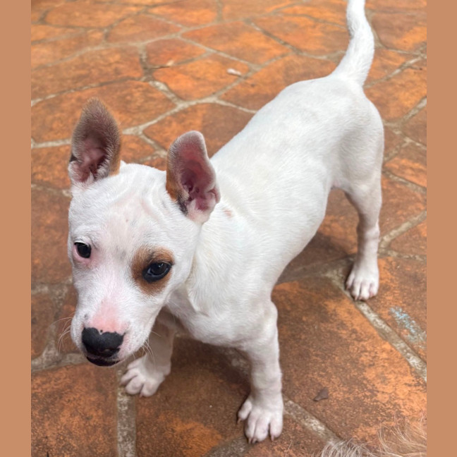 Photo of Twistie