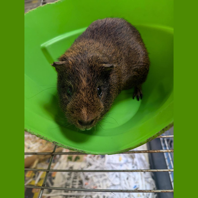 Photo of Porkie