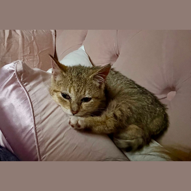 Photo of Kora