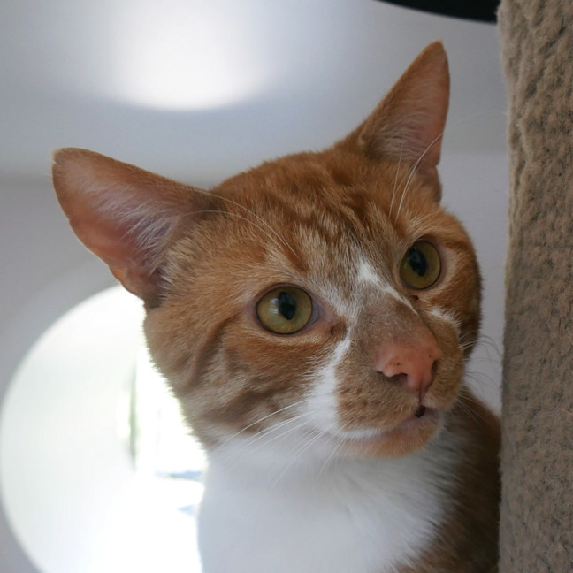 Photo of Ginger Sta013276