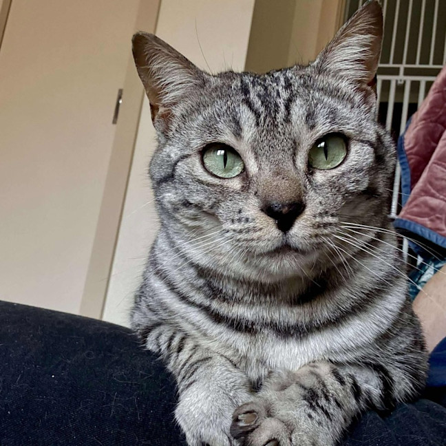 Photo of Cookie Lafufu   Located In Brunswick