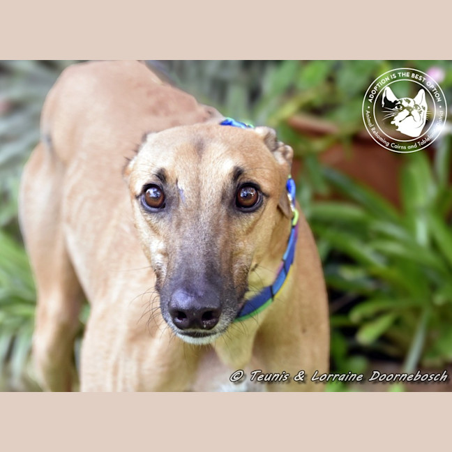 Photo of Mickey (Racing Name Mcnulty)