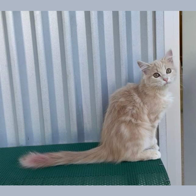 Photo of Daquiri