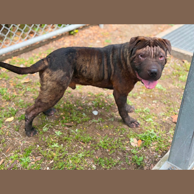 Photo of Winston