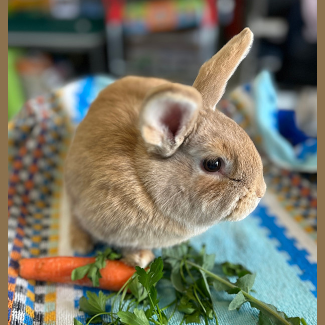 Photo of Aioli (Bonded To Hollandaise)