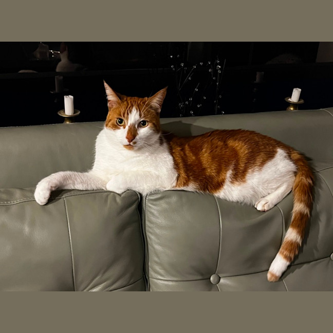 Photo of Ned