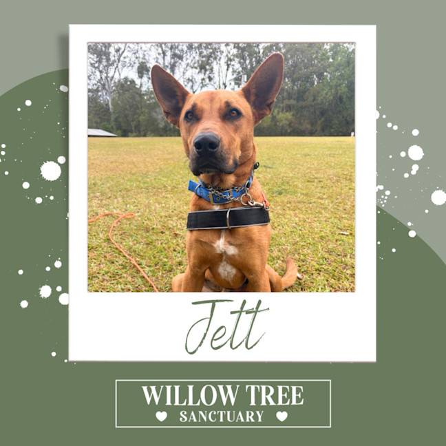 Photo of Jett
