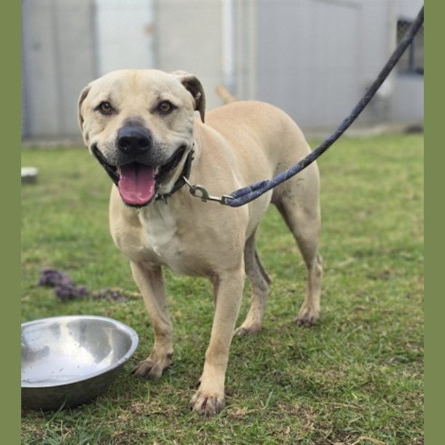 Photo of Poncho (62163)