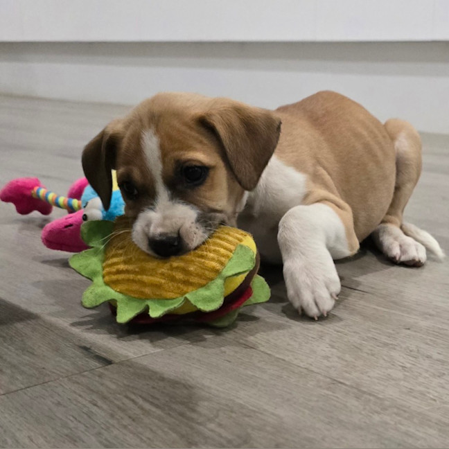 Photo of Lady Rainicorn