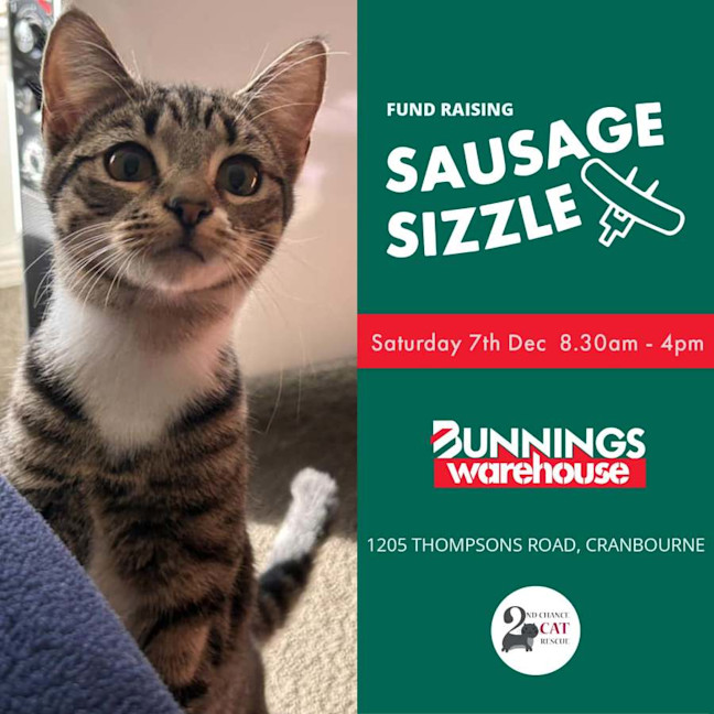 Photo of Drina **2nd Chance Cat Rescue**