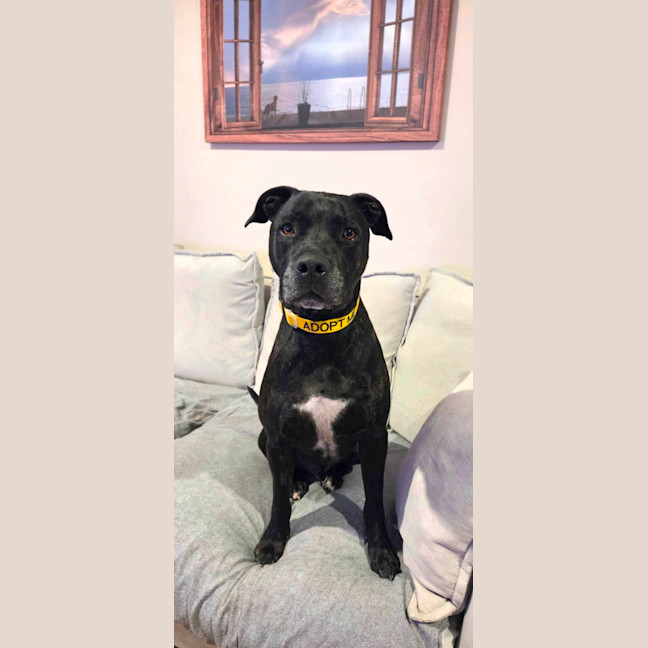 Photo of Ace