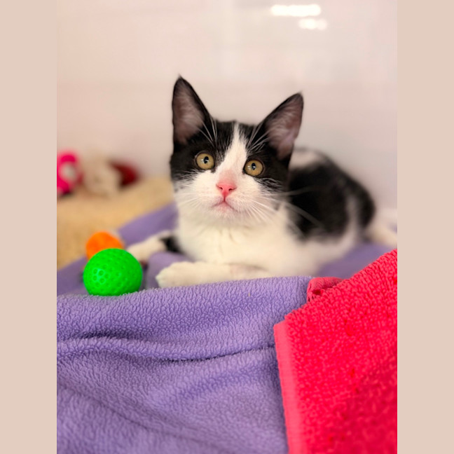 Photo of Oreo
