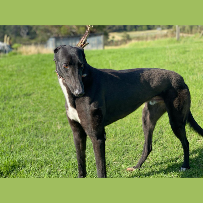 Photo of Rip The Greyhound