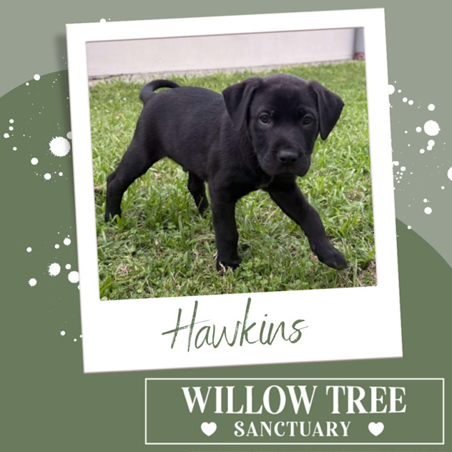 Photo of Hawkins
