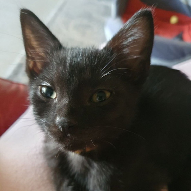 Photo of Zippy