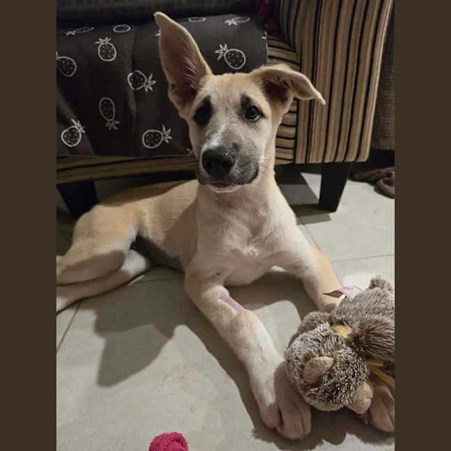 Photo of Nova
