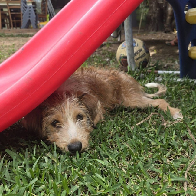 Photo of Paprika