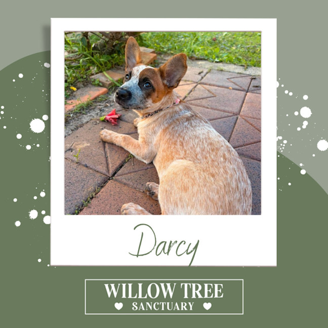 Photo of Darcy