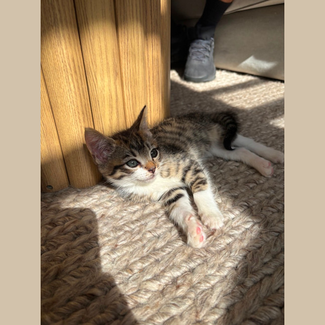 Photo of Albi & Atlas 