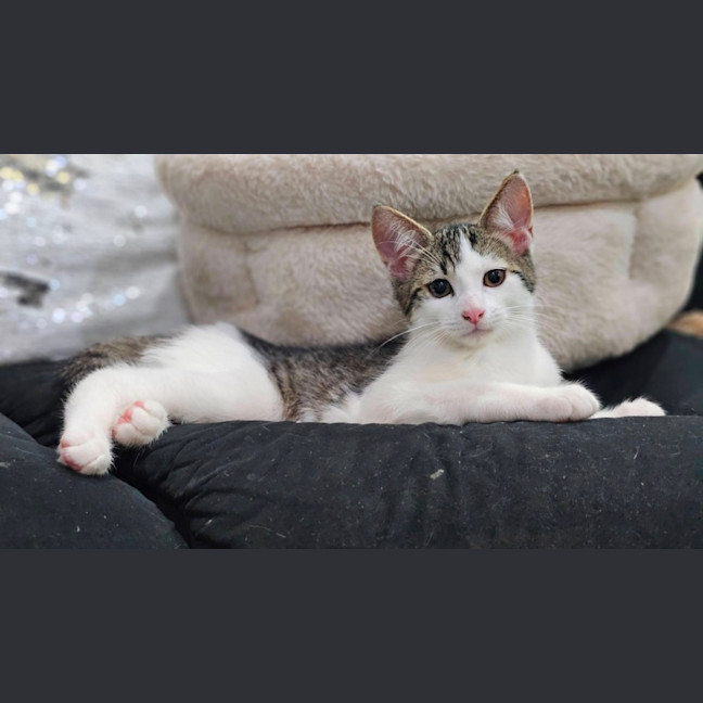 Photo of Simon