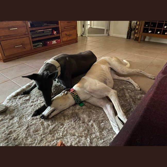 Photo of Ella, The Greyhound