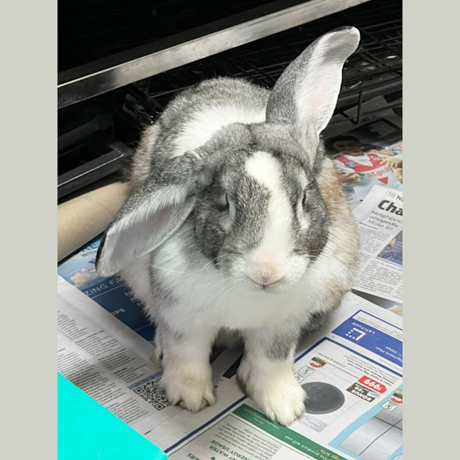 Photo of Thunderdome