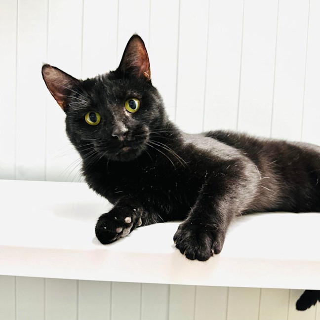 Photo of Milo   Malvern 