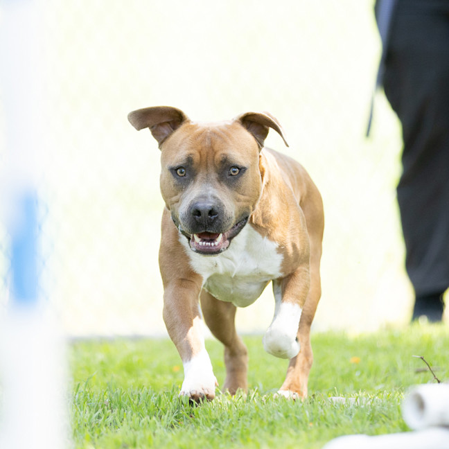 Photo of Yogi