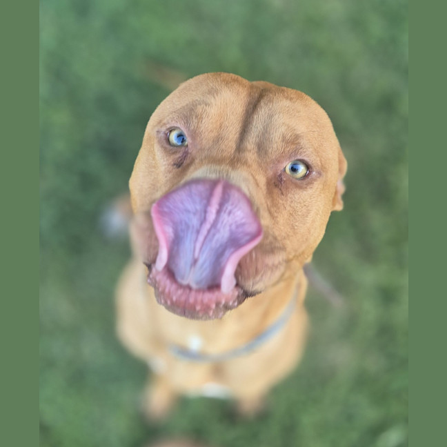 Photo of Barney