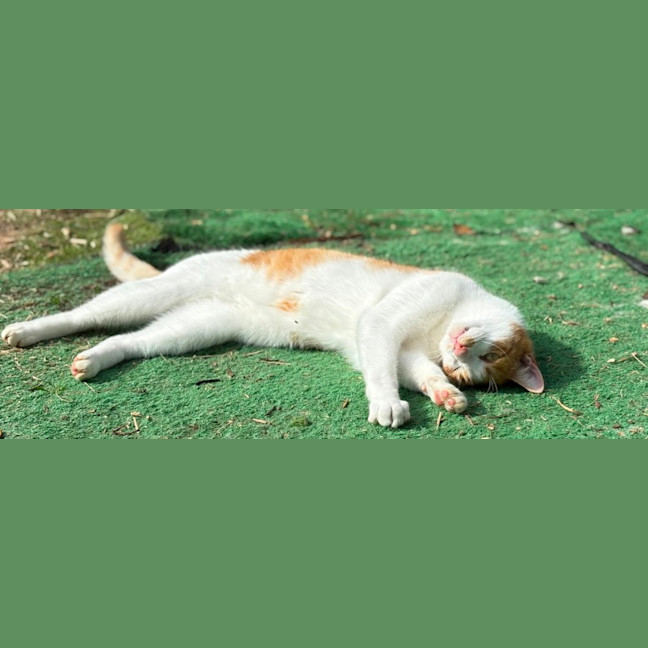 Photo of Sheldon