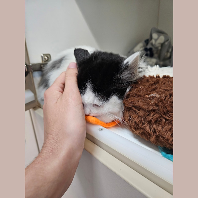 Photo of Spike