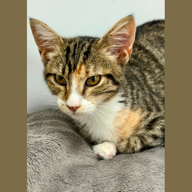Photo of Gretel