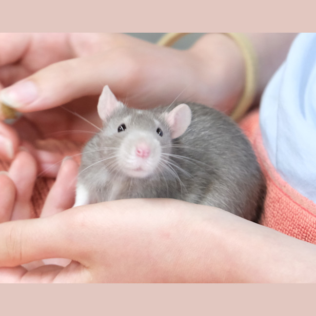 Photo of Ichabod