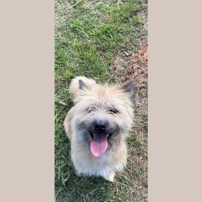 Photo of Scruffy   18mos Austr. Terrier X (On Hold)