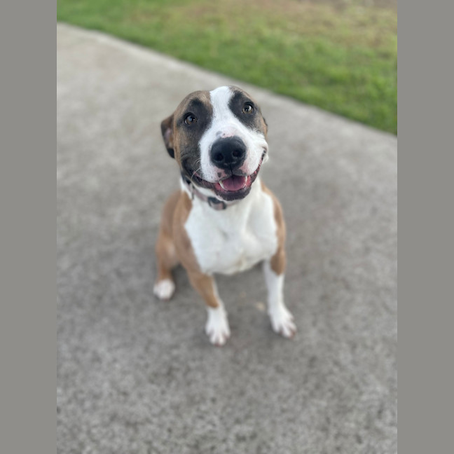 Photo of Maple 