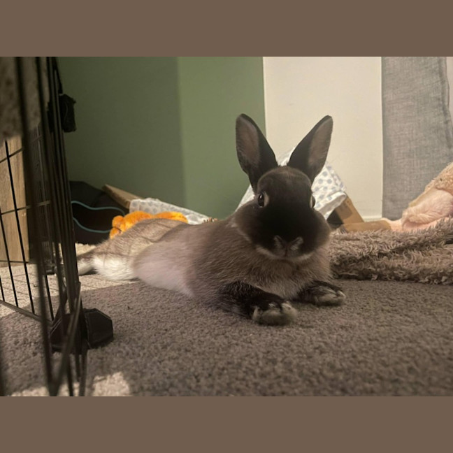 Photo of Dobbie & Alex