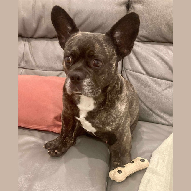 Photo of Buddy   6 Year Old Pug X French Bulldog