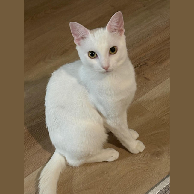 Photo of Peppermint 