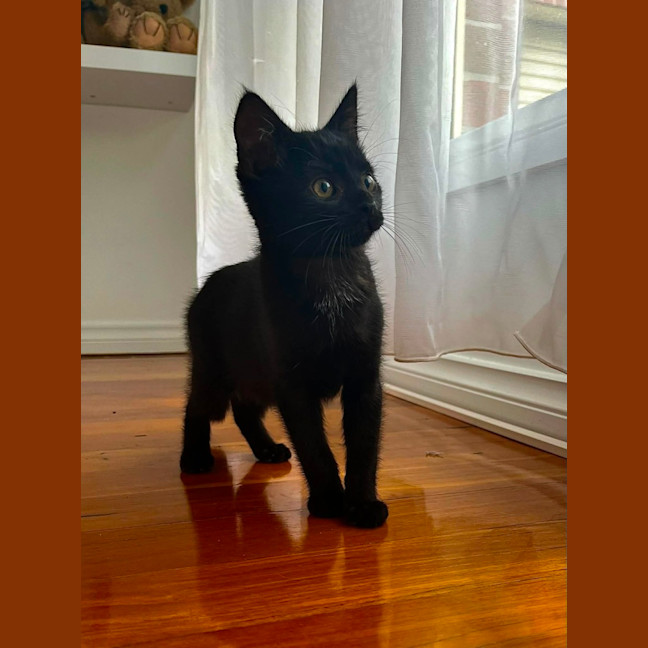 Photo of Binx