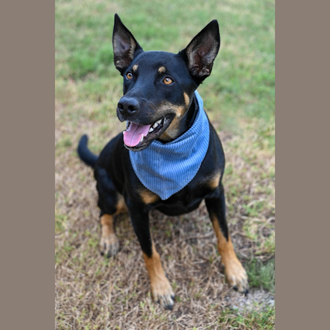 Photo of Ozzie