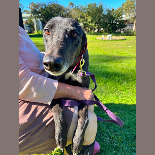 Photo of Lady