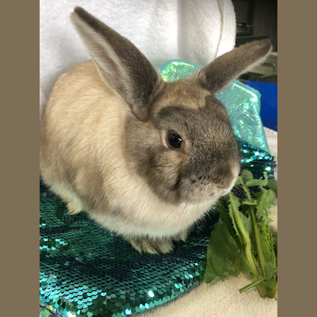 Photo of Celine (Bonded To Juliette)