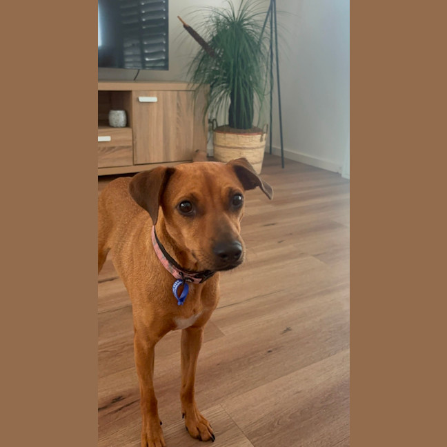 Photo of Gracie   2 Year Old Mixed Breed